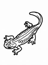 Newt Coloring Pages Spotted Red Salamander Drawing Printable Color  sketch template