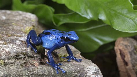 Exotic species in the Amazon rainforest – amphibians - CGTN