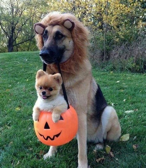 17 Best images about cool dog costumes on Pinterest | Best dogs, Dog ...