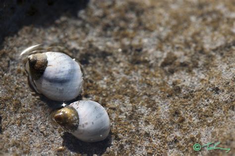 Mollusca – OzMacro