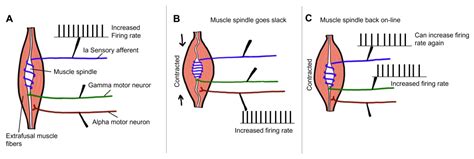 Gamma Motor Neurons