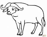 Water Buffalo Coloring Page At GetDrawings  Free Download sketch template