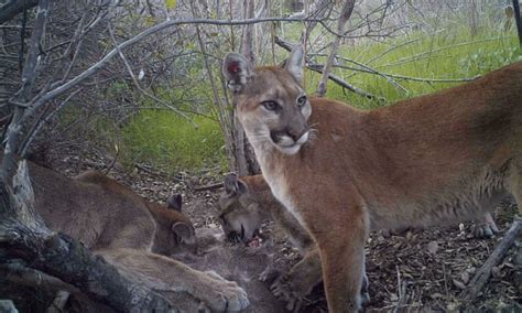 California relocates mountain lions making a meal of endangered sheep | Focusing on Wildlife