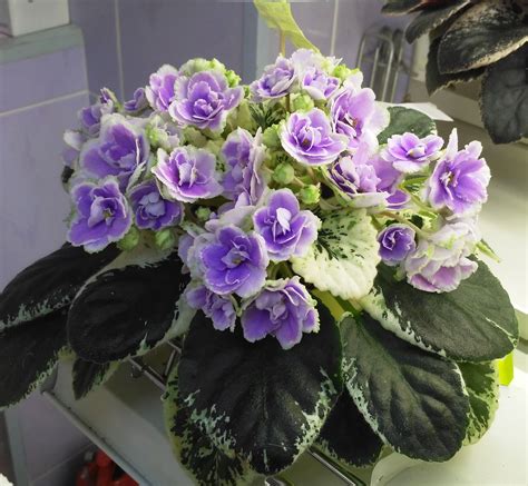 African Violet Buckeye Seductress | African violets, African violets ...