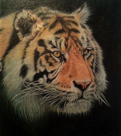 Tiger Colour Pencil Drawing by Jill King