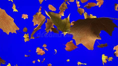 Falling Leaves Loopable Background Stock Footage - Video of blowing ...