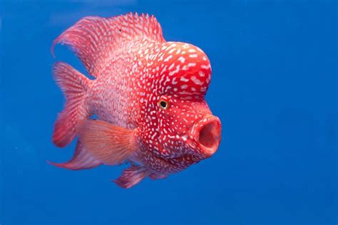Weird Looking Fish | Strange Animals | Live Science