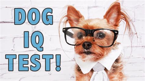 Dog IQ Test:Testing My Dogs' Intelligence! - YouTube