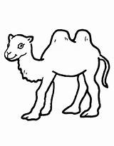 Camel Coloring Pages Free Printable PDF sketch template