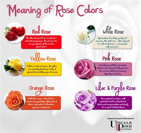 Meaning of Rose Colors | Visual.ly