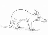 Aardvark coloring page  Free Printable Coloring Pages sketch template