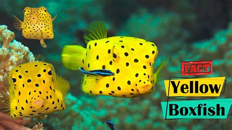 Yellow Boxfish - Exploring Their Facts and Habitats - YouTube