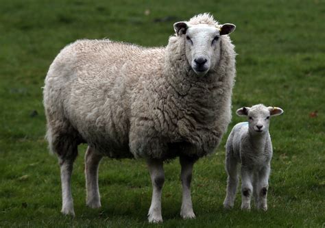 Sheep Wallpapers Images Photos Pictures Backgrounds