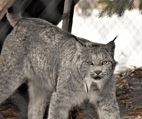 This Zoo In Wisconsin Has Animals That You May Have Never Seen