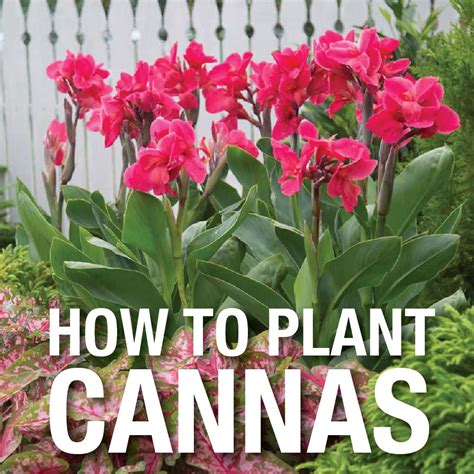 Video: How to Plant Canna Lily Bulbs | Canna lily landscaping, Lily bulbs, Plants