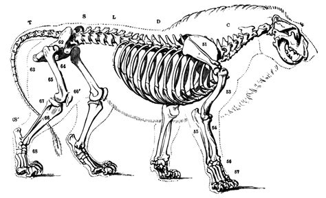 Lion Skeleton | Lion king art, Lion anatomy, Skeleton art