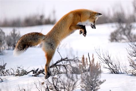 Leap - null | Pet fox, Jumping fox, Animals wild