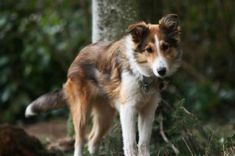 Scotch Collie Dog Breed » Information, Pictures, & More