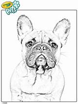 French Bulldog Puppy Coloring Page Puppy Coloring Pages Dog  sketch template