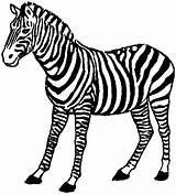 Free Zebra Coloring Pages sketch template