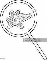 Coloring Page With Amoeba Under Magnifying Glass Isolated On White  sketch template