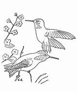 Free Printable Hummingbird Coloring Pages For Kids sketch template
