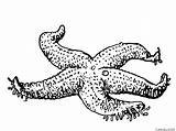 Starfish Drawing Coloring Page » Turkau sketch template