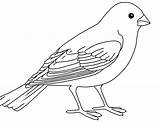 Colours Drawing Wallpaper Beautiful Bird Colour HD  sketch template