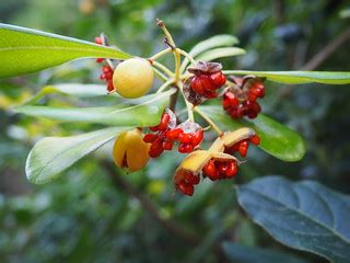 Pittosporum tobira_Fruits and seeds_P1010011 | en.wikipedia.… | Flickr