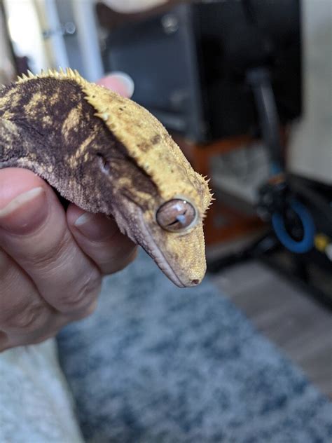 Crested gecko stuck shed - Crested Geckos - MorphMarket Reptile Community