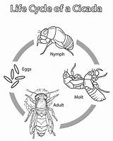 Free Print Cicada Coloring Pages  sketch template