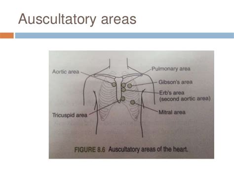 Percussion and Auscultation of CARDIOVASCULAR system.