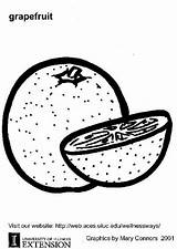 Coloring Page grapefruit  Free Printables Img 5805 sketch template