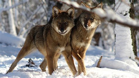 North Carolina’s red wolf is again on the verge of disappearing from ...