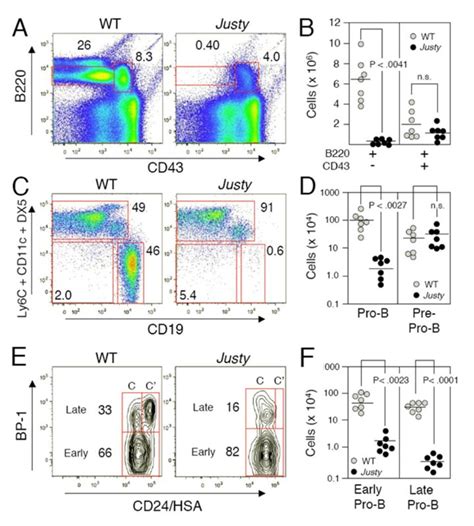 Block of lymphopoiesis at the pre-pro-B cell stage in Justy bone ...