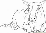 Sitting Bull Coloring Page For Kids  Free Printable sketch template