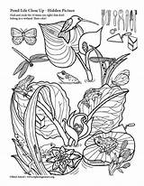 Pond Habitat Coloring Page sketch template