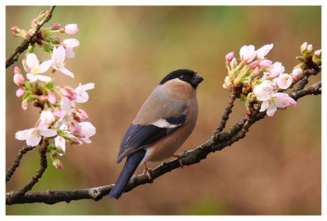 Female bullfinch in blossom | Focusing on Wildlife