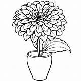 Zinnia Flower Outline Illustration coloring book Page Design  sketch template