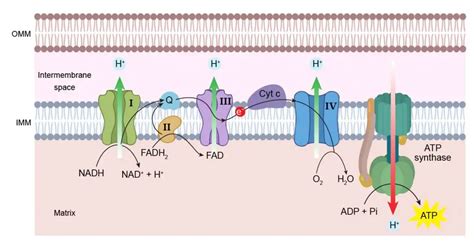 Mitochondria - the powerhouses of the cell - definition, structure ...