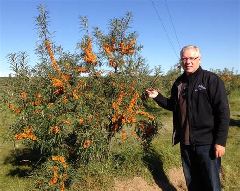 A Superfood in Your Garden: How to Grow Seabuckthorn Plants