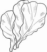 Lettuce coloring page  ColouringPages sketch template