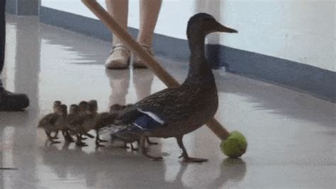 Ducks GIF - Find & Share on GIPHY