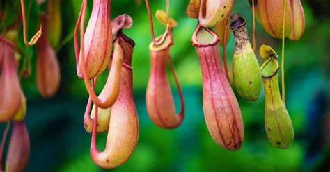 How to Grow Tropical Nepenthes Pitcher Plants Indoors