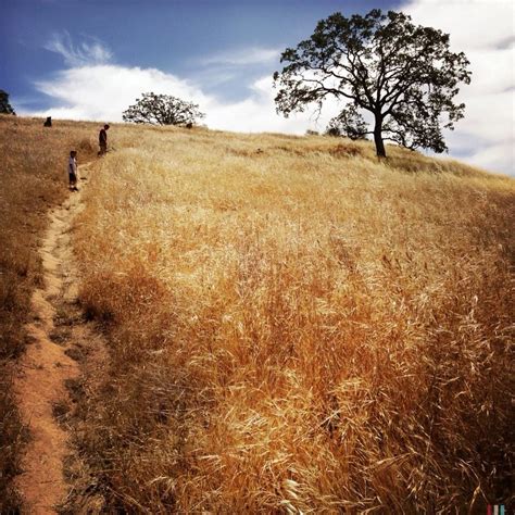 Buzzard's Roost Trail, Millerton Lake | Millerton lake, Wonderful places, Beautiful nature