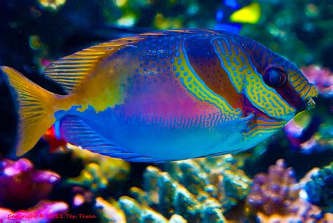 Colorful fish at Monterey Aquarium | Tex Texin | Flickr