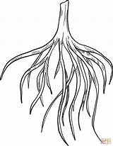 Tree Roots coloring Page  Free Printable Coloring Pages sketch template