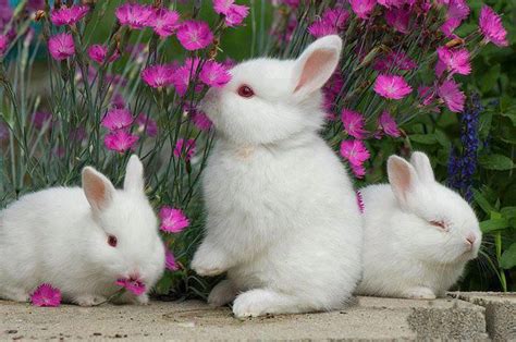Awww - white dwarf albino bunnies | Critters | Pinterest | Them, All ...