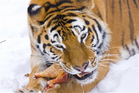 Siberian tiger eats stock photo. Image of meat, tigris - 29110972