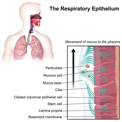 Difference Between Mucus and Phlegm | Definition, Composition, Role and ...